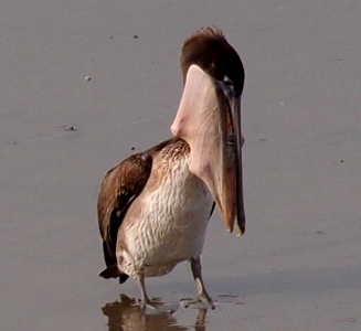 [A brown pelican standing in wet sand with a mouth full of shell creatures.]